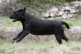 LABRADOR 869
